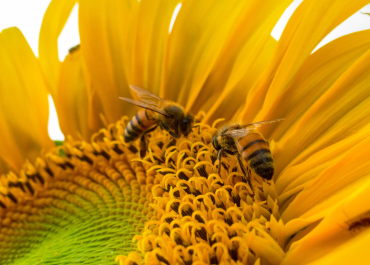 Unleashing the Beehive Power in Marketing